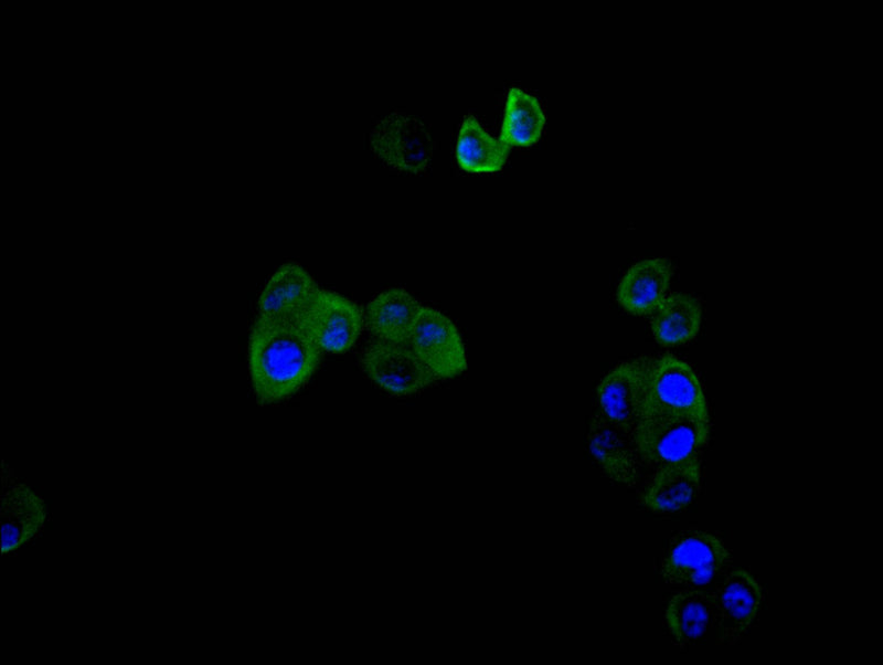 Immunofluorescence staining of hela cell with the antibody at 1:30, counter-stained with DAPI. The cells were fixed in 4% formaldehyde and blocked in 10% normal Goat Serum. The cells were then incubated with the antibody overnight at 4C. The secondary antibody was FITC-conjugated AffiniPure Goat Anti-Mouse IgG(H+L).PLAUR Recombinant Monoclonal Antibody