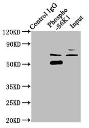 Immunoprecipitating Phospho-RPS6KB1 in Hela whole cell lysate | Lane 1: Rabbit control IgG(1μg)instead of Phospho-RPS6KB1 (T421+S424) Recombinant Monoclonal Antibody in Hela whole cell lysate. | For western blotting,a HRP-conjugated Protein G antibody was used as the secondary antibody (1/2000) | Lane 2: Phospho-RPS6KB1 (T421+S424) Recombinant Monoclonal Antibody(3μg)+ Hela whole cell lysate(1mg) | Lane 3: Hela whole cell lysate (20μg)