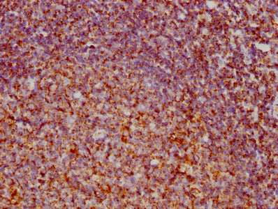 IHC image of VDAC1 Recombinant Monoclonal Antibody diluted at 1:73.125 and staining in paraffin-embedded human tonsil tissue performed on a Leica BondTM system. After dewaxing and hydration, antigen retrieval was mediated by high pressure in a citrate buffer (pH 6.0). Section was blocked with 10% normal goat serum 30min at RT. Then primary antibody (1% BSA) was incubated at 4℃ overnight. The primary is detected by a biotinylated secondary antibody and visualized using an HRP conjugated SP system.