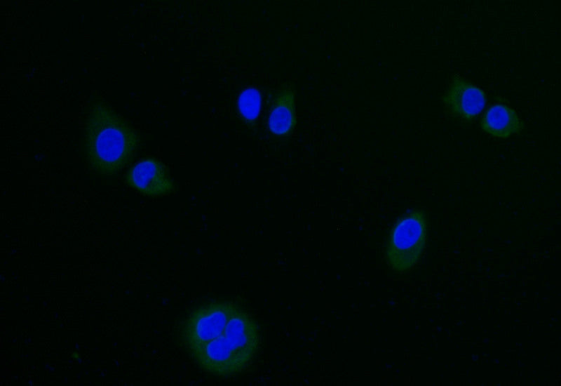 Immunofluorescence staining of hela with LGR6 Recombinant Monoclonal Antibody at 1:20, counter-stained with DAPI. The cells were fixed in 4% formaldehyde and blocked in 10% normal Goat Serum. The cells were then incubated with the antibody overnight at 4°C. The secondary antibody was Alexa Fluor 500-congugated AffiniPure Goat Anti-Rabbit IgG(H+L).