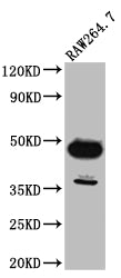 Western Blot | Positive WB detected in: RAW264.7 whole cell lysate | All lanes: GATA3 antibody at 1:1000 | Secondary | Goat polyclonal to rabbit IgG at 1/50000 dilution | Predicted band size: 48, 49 kDa | Observed band size: 48 kDaGATA3 Recombinant Monoclonal Antibody