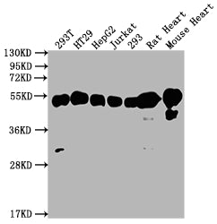 Western Blot | Positive WB detected in: 293T whole cell lysate, HT29 whole cell lysate, HepG2 whole cell lysate, Jurkat whole cell lysate, 293 whole cell lysate, Rat Heart tissue, Mouse Heart tissue | All lanes: ATP5F1B antibody at 1:2000 | Secondary | Goat polyclonal to rabbit IgG at 1/50000 dilution | Predicted band size: 57 kDa | Observed band size: 57 kDaATP5B Recombinant Monoclonal Antibody