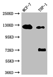 Western BlotPositive WB detected in: MCF-7 whole cell lysate, THP-1 whole cell lysateAll lanes: Androgen Receptor antibody at 1:1000SecondaryGoat polyclonal to rabbit IgG at 1/50000 dilutionPredicted band size: 100, 45, 68, kDaObserved band size: 125 kDaAR Recombinant Monoclonal Antibody