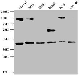 Western Blot | Positive WB detected in: Ntera-2 whole cell lysate, Hela whole cell lysate, A549 whole cell lysate, HepG2 whole cell lysate, PC3 whole cell lysate, U87 whole cell lysate | All lanes: HIF1AN antibody at 1:2000 | Secondary | Goat polyclonal to rabbit IgG at 1/50000 dilution | Predicted band size: 41 kDa | Observed band size: 36-53 kDaHIF1AN Recombinant Monoclonal Antibody