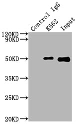 Immunoprecipitating FNTB in K562 whole cell lysate | Lane 1: Rabbit control IgG instead of FNTB Recombinant Monoclonal Antibody in K562 whole cell lysate. | For western blotting,a HRP-conjugated Protein G antibody was used as the secondary antibody (1/2000) | Lane 2: FNTB Recombinant Monoclonal Antibody(2µg)+ K562 whole cell lysate(500µg) | Lane 3: K562 whole cell lysate (10µg)FNTB Recombinant Monoclonal Antibody