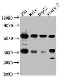 Western Blot | Positive WB detected in: 293 whole cell lysate, Hela whole cell lysate, HepG2 whole cell lysate, Ntera-2 whole cell lysate | All lanes: NONO Antibody at 1:1000 | Secondary | Goat polyclonal to rabbit IgG at 1/50000 dilution | Predicted band size: 55, 44 kDa | Observed band size: 55 kDaNONO Recombinant Monoclonal Antibody