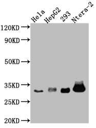 Western Blot | Positive WB detected in: Hela whole cell lysate, HepG2 whole cell lysate, HEK293 whole cell lysate, Ntera-2 whole cell lysate | All lanes: pro Caspase 3 antibody at 1:1000 | Secondary | Goat polyclonal to rabbit IgG at 1/50000 dilution | Predicted band size: 32 kDa | Observed band size: 32 kDa