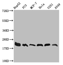 Western Blot | Positive WB detected in: HepG2 whole cell lysate, PC3 whole cell lysate, MCF-7 whole cell lysate, Hela whole cell lysate, U251 whole cell lysate, A549 whole cell lysate | All lanes: FIS1 antibody at 1:1000 | Secondary | Goat polyclonal to rabbit IgG at 1/50000 dilution | Predicted band size: 17 kDa | Observed band size: 17-22 kDa