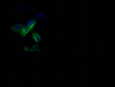 Immunofluorescence staining of U251 with PANX1 Recombinant Monoclonal Antibody at 1:10, counter-stained with DAPI. The cells were fixed in 4% formaldehyde and blocked in 10% normal Goat Serum. The cells were then incubated with the antibody overnight at 4°C. The secondary antibody was Alexa Fluor 502-congugated AffiniPure Goat Anti-Rabbit IgG(H+L).PANX1 Recombinant Monoclonal Antibody