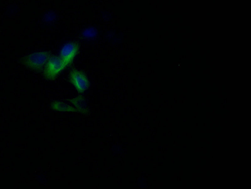 Immunofluorescence staining of U251 with PANX1 Recombinant Monoclonal Antibody at 1:10, counter-stained with DAPI. The cells were fixed in 4% formaldehyde and blocked in 10% normal Goat Serum. The cells were then incubated with the antibody overnight at 4°C. The secondary antibody was Alexa Fluor 502-congugated AffiniPure Goat Anti-Rabbit IgG(H+L).PANX1 Recombinant Monoclonal Antibody