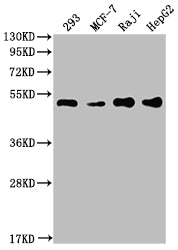 Western Blot | Positive WB detected in: 293 whole cell lysate, MCF-7 whole cell lysate, Raji whole cell lysate, HepG2 whole cell lysate | All lanes: PABPN1 antibody at 1:2000 | Secondary | Goat polyclonal to rabbit IgG at 1/50000 dilution | Predicted band size: 33, 32, 38 kDa | Observed band size: 50 kDa