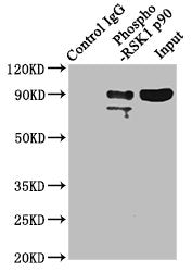 Immunoprecipitating Phospho-RPS6KA1 in Hela whole cell lysate | Lane 1: Rabbit control IgG(1μg)instead of Phospho-RPS6KA1 (T359+S363) Recombinant Monoclonal Antibody in Hela whole cell lysate. | For western blotting,a HRP-conjugated Protein G antibody was used as the secondary antibody (1/2000) | Lane 2: Phospho-RPS6KA1 (T359+S363) Recombinant Monoclonal Antibody(3μg)+ Hela whole cell lysate(1mg) | Lane 3: Hela whole cell lysate (20μg)Phospho-RPS6KA1 (T359+S363) Recombinant Monoclonal Antibody