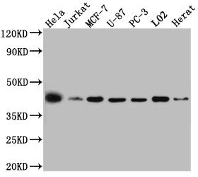 Western Blot | Positive WB detected in: Hela whole cell lysate, Jurkat whole cell lysate, MCF-7 whole cell lysate, U-87 whole cell lysate, PC-3 whole cell lysate, L02 whole cell lysate, Rat Heart whole cell lysate | All lanes: p38 MAPK antibody at 1:1000 | Secondary | Goat polyclonal to rabbit IgG at 1/50000 dilution | Predicted band size: 42, 42, 35, 36, 30 kDa | Observed band size: 42 kDa