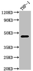 Western Blot | Positive WB detected in: THP-1 whole cell lysate | All lanes: CD38 antibody at 1:2000 | Secondary | Goat polyclonal to rabbit IgG at 1/50000 dilution | Predicted band size: 35, 14 kDa | Observed band size: 42 kDa