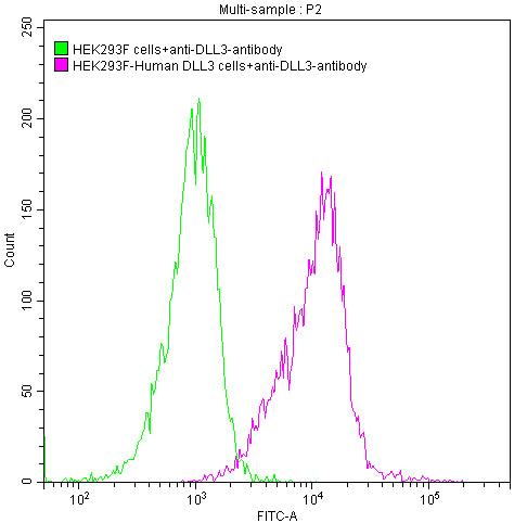 Untransfected HEK293 cells surface (green line) and transfected Human DLL3 HEK293 stable cells surface (red line) were stained with anti-DLL3 antibody (rovalpituzumab-like) (2µl/1*106 cells), washed and then followed by FITC-conjugated anti-Human IgG1 Fc antibody and analyzed with flow cytometry.