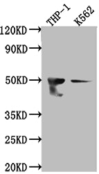 Western Blot | Positive WB detected in: THP-1 whole cell lysate, K562 whole cell lysate | All lanes: FDFT1 antibody at 1:1000 | Secondary | Goat polyclonal to rabbit IgG at 1/50000 dilution | Predicted band size: 49, 41, 39, 36, 44 kDa | Observed band size: 50 kDaFDFT1 Recombinant Monoclonal Antibody