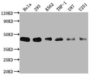 Western Blot | Positive WB detected in: Hela whole cell lysate, 293 whole cell lysate, K562 whole cell lysate, THP-1 whole cell lysate, U87 whole cell lysate, U251 whole cell lysate | All lanes: BMI1 antibody at 1:2000 | Secondary | Goat polyclonal to rabbit IgG at 1/50000 dilution | Predicted band size: 37 kDa | Observed band size: 45 kDa