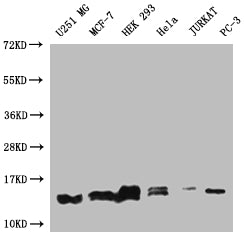 Western Blot | Positive WB detected in: U251 whole cell lysate, MCF-7 whole cell lysate, HEK293 whole cell lysate, Hela whole cell lysate, Jurkat whole cell lysate, PC3 whole cell lysate | All lanes: PIN4 antibody at 1:1000 | Secondary | Goat polyclonal to rabbit IgG at 1/50000 dilution | Predicted band size: 14, 17, 15 kDa | Observed band size: 12-17 kDaPIN4 Recombinant Monoclonal Antibody