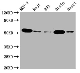 Western Blot | Positive WB detected in: MCF-7 whole cell lysate, Raji whole cell lysate, 293 whole cell lysate, Mouse brain tissue, Rat heart tissue | All lanes: AKT1 antibody at 1:2000 | Secondary | Goat polyclonal to rabbit IgG at 1/50000 dilution | Predicted band size: 56 kDa | Observed band size: 56 kDaAKT1 Recombinant Monoclonal Antibody