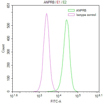 Overlay Peak curve showing Hela cells surface stained with NPR2 Recombinant Monoclonal Antibody (red line) at 1:50. Then 10% normal goat serum to block non-specific protein-protein interactions followed by the antibody (1µg/1*106cells) for 45min at 4℃. The secondary antibody used was FITC-conjugated Goat Anti-rabbit IgG(H+L) at 1:200 dilution for 35min at 4℃.Control antibody (green line) was rabbit IgG (1µg/1*106cells) used under the same conditions. Acquisition of >10,000 events was performed.NPR2 Recombinant Monoclonal Antibody