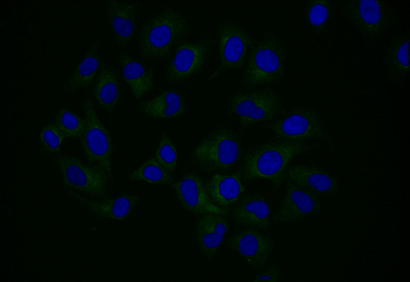 Immunofluorescence staining of Hela with NPR2 Recombinant Monoclonal Antibody at 1:25, counter-stained with DAPI. The cells were fixed in 4% formaldehyde and blocked in 10% normal Goat Serum. The cells were then incubated with the antibody overnight at 4°C. The secondary antibody was Alexa Fluor 501-congugated AffiniPure Goat Anti-Rabbit IgG(H+L).NPR2 Recombinant Monoclonal Antibody