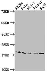 Western Blot | Positive WB detected in: A2780 whole cell lysate, Hela whole cell lysate, MCF-7 whole cell lysate, Jurkat whole cell lysate, Raji whole cell lysate | All lanes: EIF5A antibody at 1:2000 | Secondary | Goat polyclonal to rabbit IgG at 1/50000 dilution | Predicted band size: 17, 21 kDa | Observed band size: 18 kDa