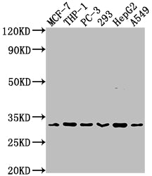 Western Blot | Positive WB detected in: MCF-7 whole cell lysate, THP-1 whole cell lysate, PC-3 whole cell lysate, 293 whole cell lysate, HepG2 whole cell lysate, A549 whole cell lysate | All lanes: CD8A antibody at 1:2000 | Secondary | Goat polyclonal to rabbit IgG at 1/50000 dilution | Predicted band size: 26, 22, 31 kDa | Observed band size: 31 kDa
