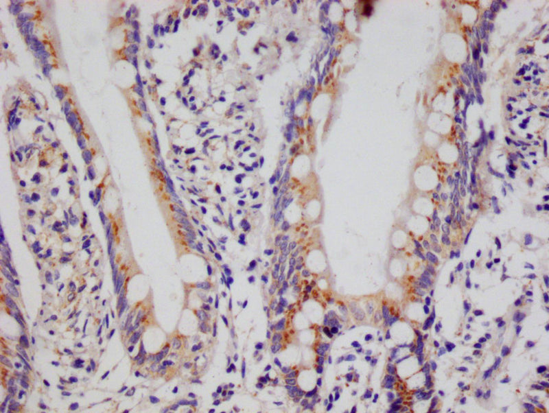 IHC image of PSME1 Recombinant Monoclonal Antibody diluted at 1:100 and staining in paraffin-embedded human small intestine tissue performed on a Leica BondTM system. After dewaxing and hydration, antigen retrieval was mediated by high pressure in a citrate buffer (pH 6.0). Section was blocked with 10% normal goat serum 30min at RT. Then primary antibody (1% BSA) was incubated at 4°C overnight. The primary is detected by a Goat anti-rabbit polymer IgG labeled by HRP and visualized using 0.05% DAB.PSME1 Recombinant Monoclonal Antibody