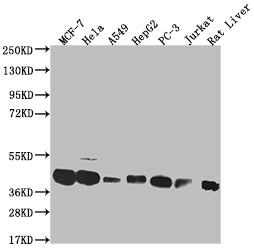 Western Blot | Positive WB detected in: MCF-7 whole cell lysate, Hela whole cell lysate, A549 whole cell lysate, HepG2 whole cell lysate, PC-3 whole cell lysate, Jurkat whole cell lysate, Rat liver tissue | All lanes: MAS1L antibody at 1:1000 | Secondary | Goat polyclonal to rabbit IgG at 1/50000 dilution | Predicted band size: 43 kDa | Observed band size: 36-50 kDaMAS1L Recombinant Monoclonal Antibody