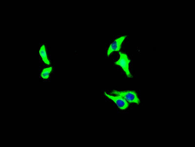 Immunofluorescence staining of HepG2 Cells with GHR Recombinant Monoclonal Antibody at 1:50, counter-stained with DAPI. The cells were fixed in 4% formaldehyde and blocked in 10% normal Goat Serum. The cells were then incubated with the antibody overnight at 4℃. Nuclear DNA was labeled in blue with DAPI. The secondary antibody was FITC-conjugated AffiniPure Goat Anti-Rabbit IgG (H+L).