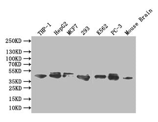 Western Blot | Positive WB detected in: THP-1 whole cell lysate, HEPG2 whole cell lysate,MCF7 whole cell lysate,293 whole cell lysate,K562 whole cell lysate,PC-3 whole cell lysate, Mouse brain tissue lysate | All lanes: ERK1/2 antibody at 1:1000 | Secondary | Goat polyclonal to rabbit IgG at 1/50000 dilution | Predicted band size: 42,44 kDa | Observed band size: 42,44 kDaMAPK1/MAPK3 Recombinant Monoclonal Antibody