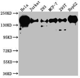 Western Blot | Positive WB detected in: Hela whole cell lysate, Jurkat whole cell lysate, 293 whole cell lysate, MCF-7 whole cell lysate, 293T whole cell lysate, HepG2 whole cell lysate | All lanes: PELP1 antibody at 1:1000 | Secondary | Goat polyclonal to rabbit IgG at 1/50000 dilution | Predicted band size: 120 kDa | Observed band size: 160 kDaPELP1 Recombinant Monoclonal Antibody