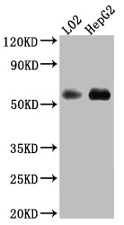 Western Blot | Positive WB detected in: L02 whole cell lysate, HepG2 whole cell lysate | All lanes: Monoamine Oxidase B Antibody at 1:1000 | Secondary | Goat polyclonal to rabbit IgG at 1/50000 dilution | Predicted band size: 59, 47 kDa | Observed band size: 59 kDaMAOB Recombinant Monoclonal Antibody