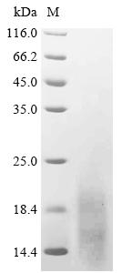 Greater than 95% as determined by SDS-PAGE.Recombinant Human CXCR5 Protein (N-6xHis)