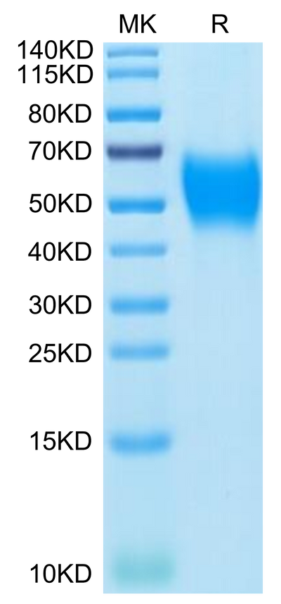 Mouse B7-H2 on Tris-Bis PAGE under reduced condition. The purity is greater than 95%.Recombinant Mouse B7-H2/ICOSLG Protein, Active