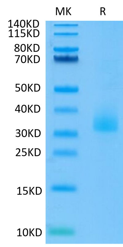 Human ANGPTL3 on Tris-Bis PAGE under reduced conditions. The purity is greater than 95%.Recombinant Human ANGPTL3/Angiopoietin-like 3 Protein, Active
