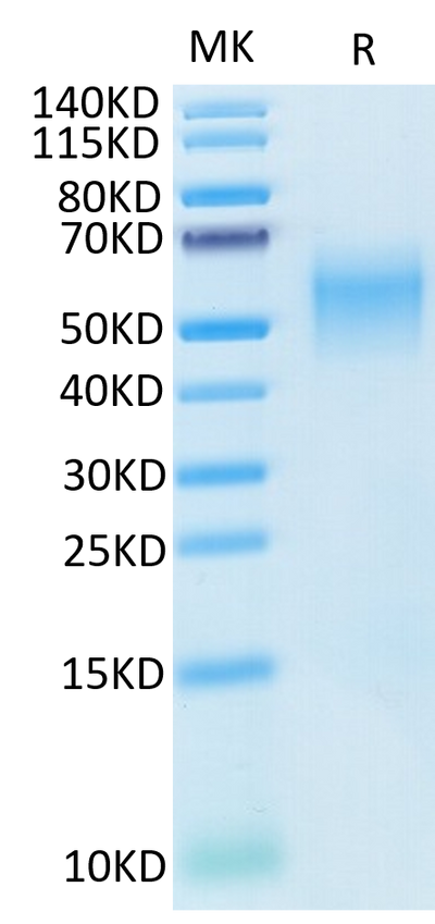 Cynomolgus B7-H2 on Tris-Bis PAGE under reduced condition. The purity is greater than 95%.Recombinant Cynomolgus B7-H2/ICOSLG Protein, Active