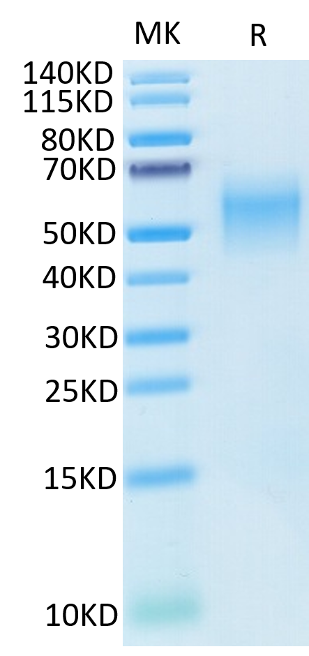 Cynomolgus B7-H2 on Tris-Bis PAGE under reduced condition. The purity is greater than 95%.Recombinant Cynomolgus B7-H2/ICOSLG Protein, Active