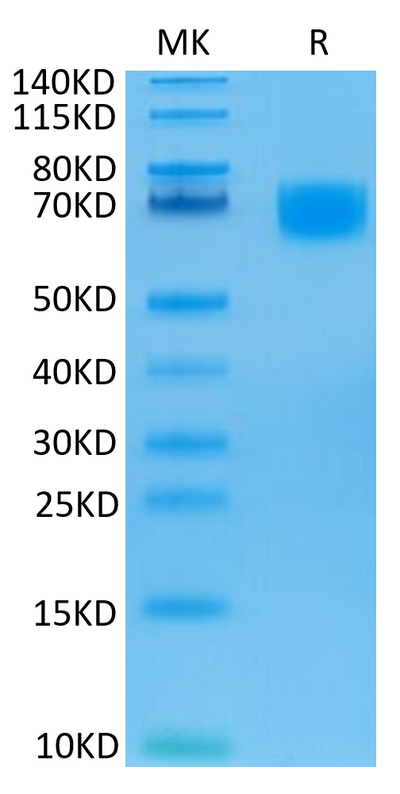 Biotinylated Human LILRA6 on Tris-Bis PAGE under reduced condition. The purity is greater than 95%.Biotinylated Human LILRA6/CD85b/ILT8 Protein