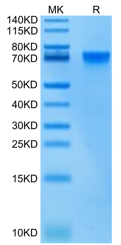 Biotinylated Human LILRB2 on Tris-Bis PAGE under reduced condition. The purity is greater than 95%.Biotinylated Human LILRB2/CD85d/ILT4 Protein, Active