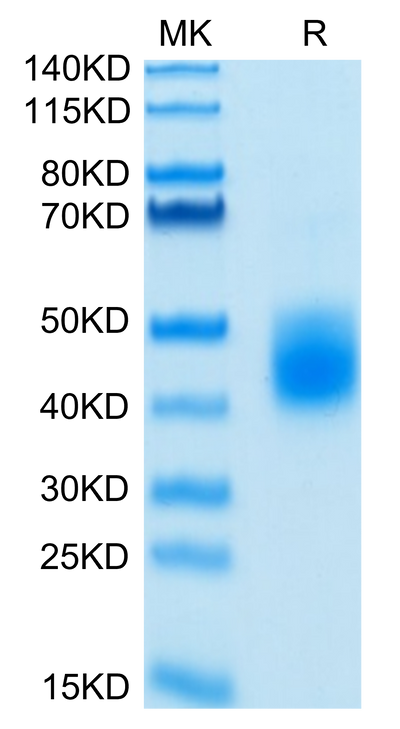 Biotinylated Human LILRA5 on Tris-Bis PAGE under reduced condition. The purity is greater than 95%.Biotinylated Human LILRA5/CD85f/ILT11 Protein