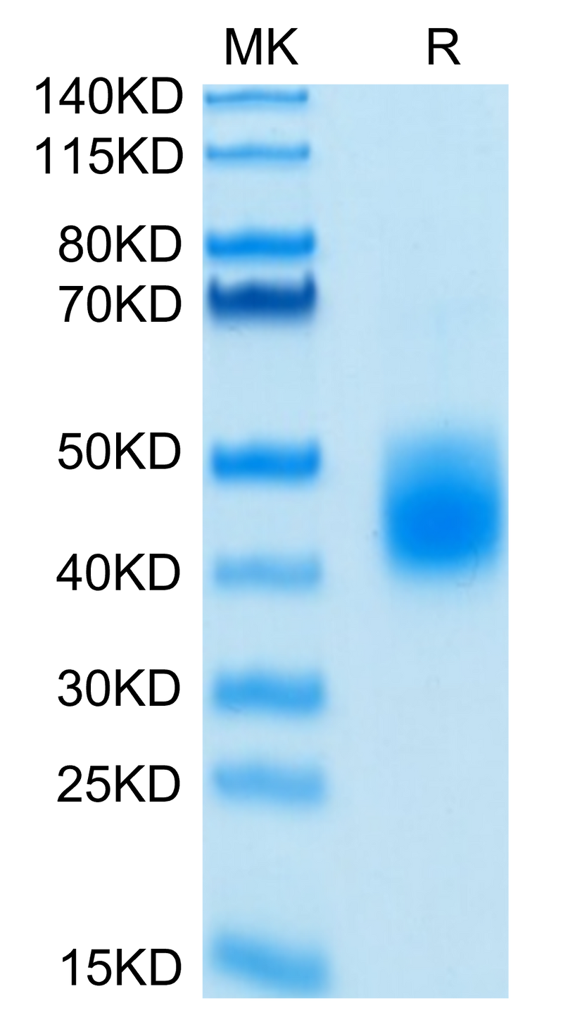 Biotinylated Human LILRA5 on Tris-Bis PAGE under reduced condition. The purity is greater than 95%.