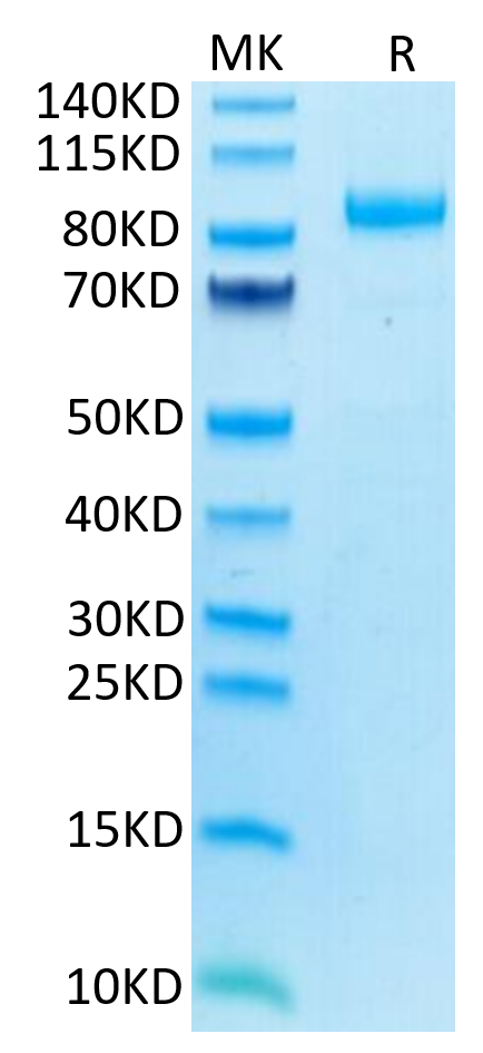 Human LILRB2 on Tris-Bis PAGE under reduced condition. The purity is greater than 95%.Recombinant Human LILRB2/CD85d/ILT4 Protein, Active