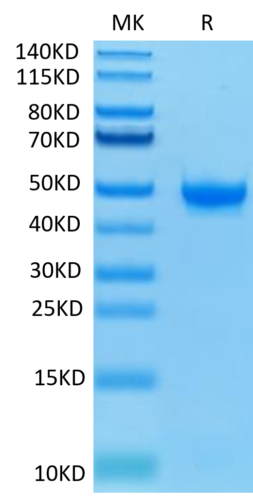 Biotinylated Human Nectin-2 on Tris-Bis PAGE under reduced condition. The purity is greater than 95%.Biotinylated Human Nectin-2/CD112 Protein, Active