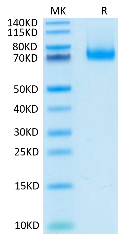 Mouse PD-L1 on Tris-Bis PAGE under reduced condition. The purity is greater than 95%.Recombinant Mouse PD-L1/B7-H1 Protein, Active