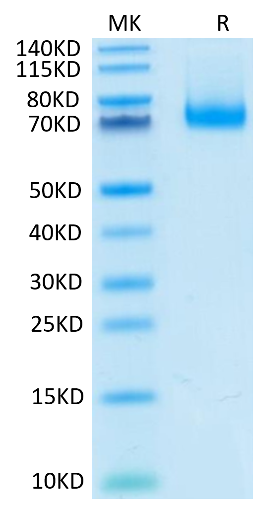 Mouse PD-L1 on Tris-Bis PAGE under reduced condition. The purity is greater than 95%.Recombinant Mouse PD-L1/B7-H1 Protein, Active