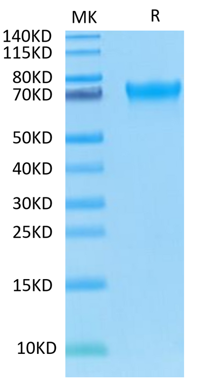 Human LILRA6 on Tris-Bis PAGE under reduced condition. The purity is greater than 95%.Recombinant Human LILRA6/CD85b/ILT8 Protein