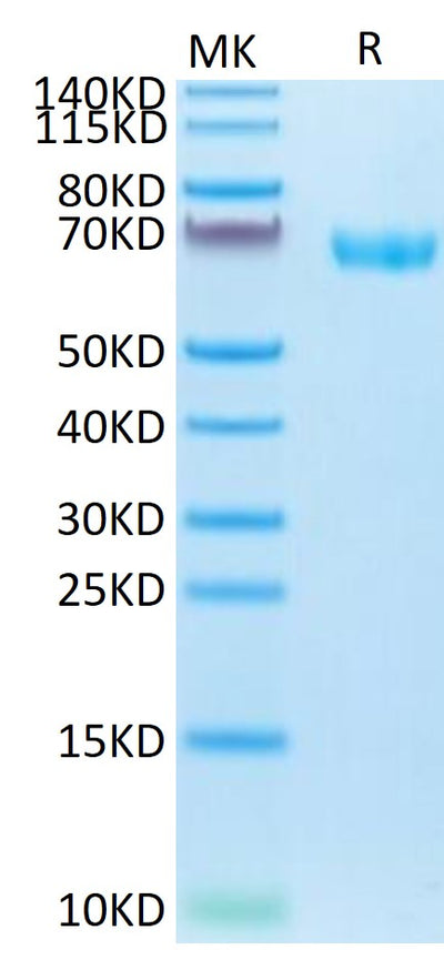Cynomolgus LILRB2 on Tris-Bis PAGE under reduced condition. The purity is greater than 95%.Recombinant Cynomolgus LILRB2/CD85d/ILT4 Protein, Active