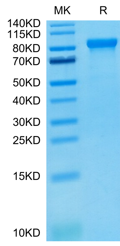Human LILRB2 on Tris-Bis PAGE under reduced condition. The purity is greater than 95%.Recombinant Human LILRB2/CD85d/ILT4 Protein, Active