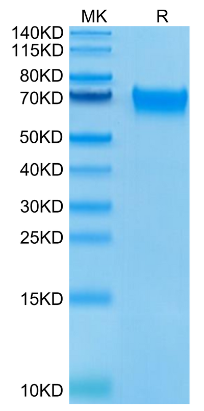Human LILRB3 on Tris-Bis PAGE under reduced condition. The purity is greater than 95%.Recombinant Human LILRB3/CD85a/ILT5 Protein, Active